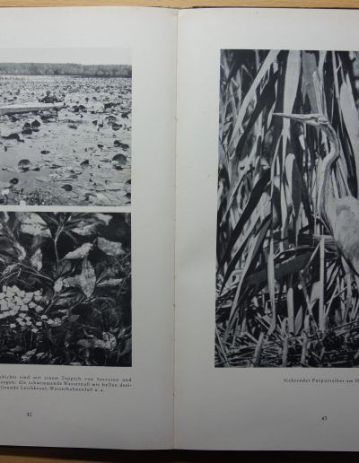 Abb. 5 Hugo Adolf Bernatzik: Ein Vogelparadies an der Donau. Bilder aus Rumänien. Tierwelt – Volksleben, Berlin, Wien, München: Ernst Wasmuth, 1929, S. 42, 43.